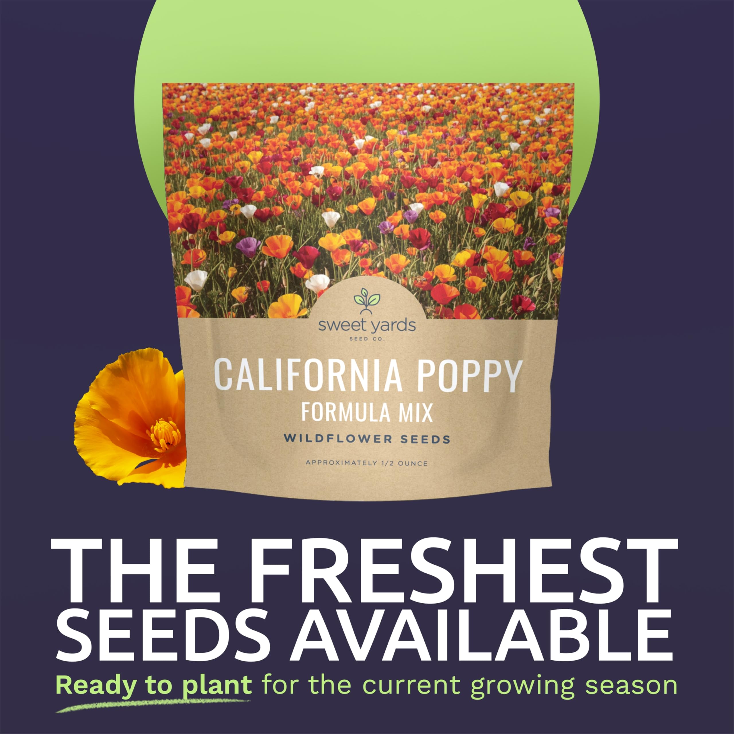 Sweet Yards California Poppy garden-bed scene with vibrant, drought-tolerant blooms.