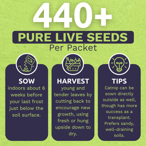 Sweet Yards catnip seeds 2026 fresh batch promotes healthy sprouting.