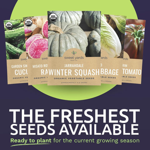 Sweet Yards Celine colored snap bush beans for colorful salads