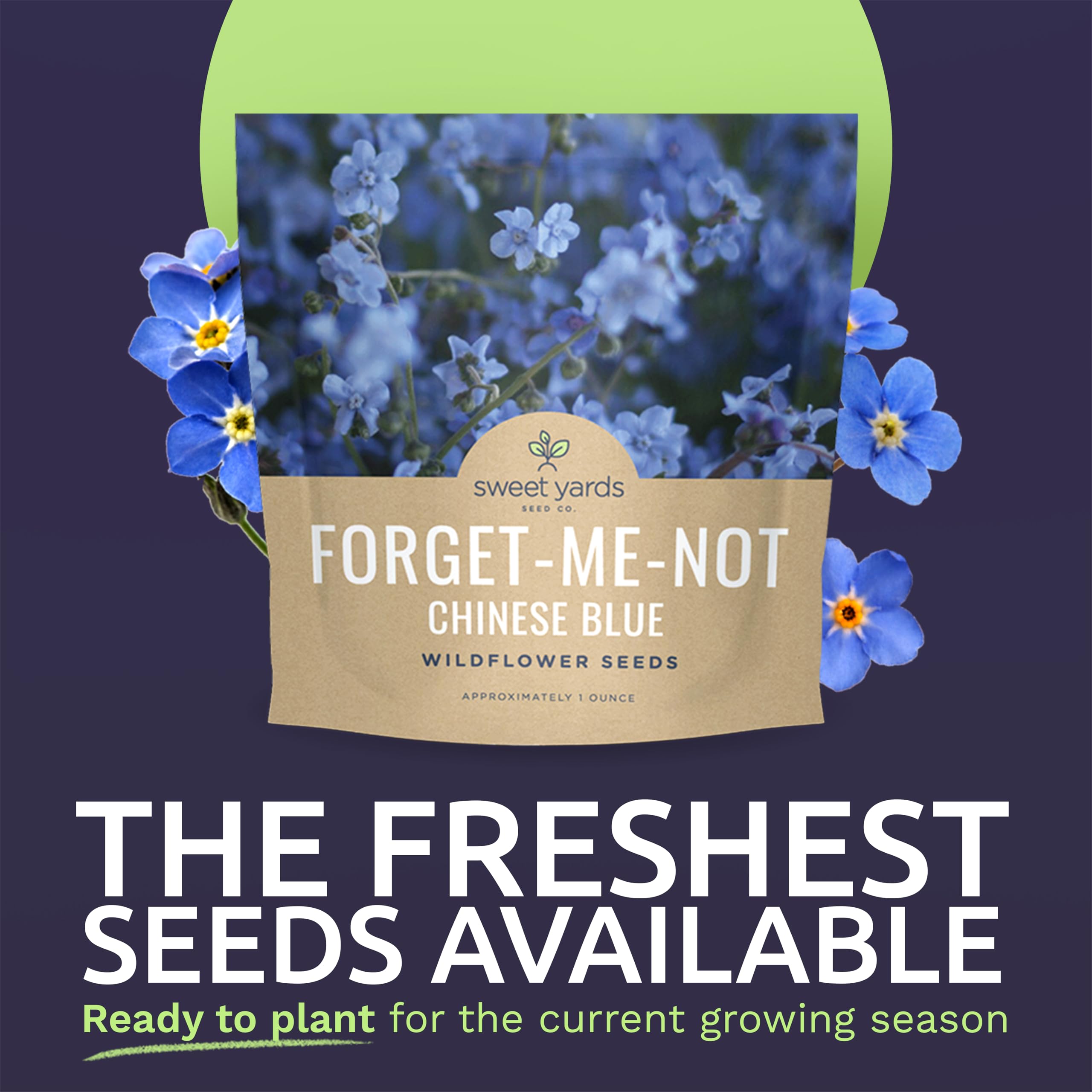 Sweet Yards Chinese Forget Me Not seeds closeup showing pure live seeds for reliable sprouting