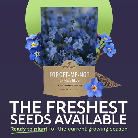 Sweet Yards Chinese Forget-Me-Not seeds close-up highlight blue blooms and germination potential.