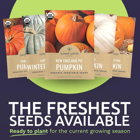 Sweet Yards Cinderella pumpkin seed packet for decorative carving harvest.