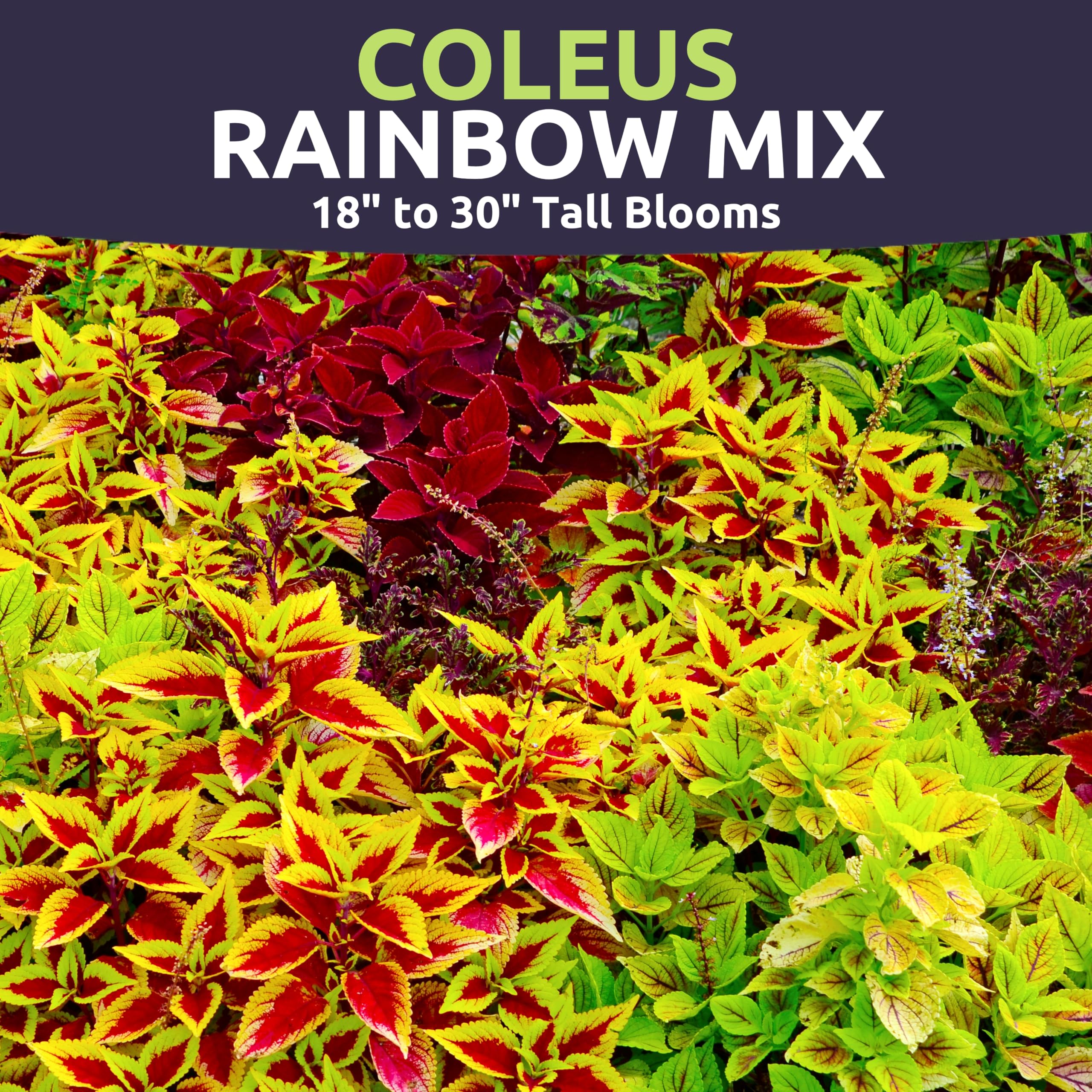 Sweet Yards Coleus Rainbow Mix foliage in purple-green-red tones for bright borders.