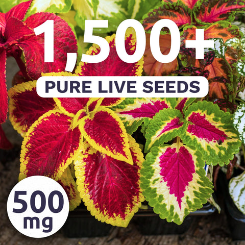 Sweet Yards Coleus Rainbow Mix seed packet with 500mg envelope for easy planting.