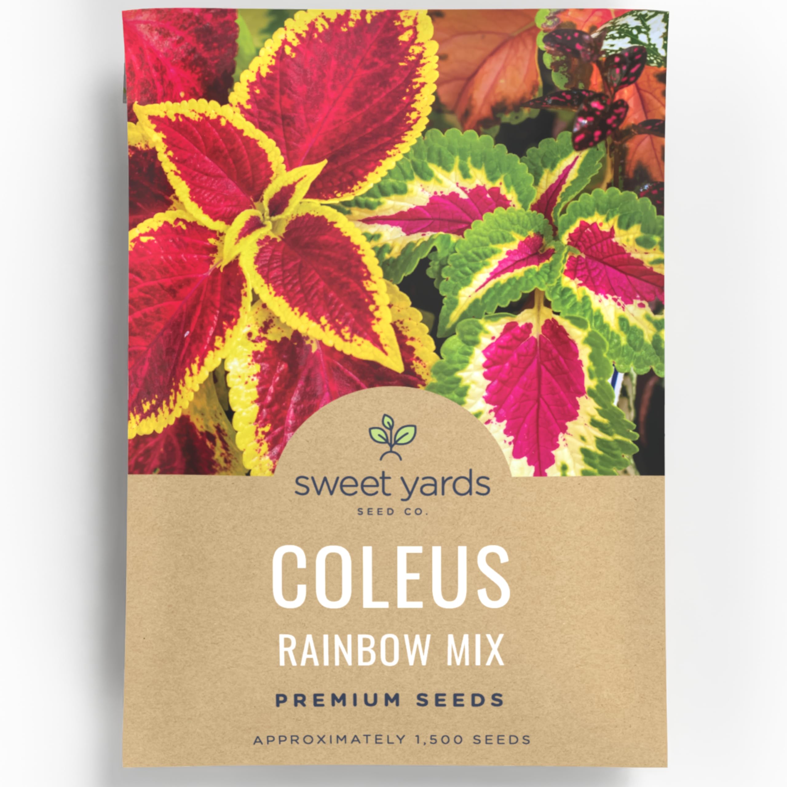 Sweet Yards Coleus Rainbow Mix seeds close-up with vibrant foliage for shaded borders.
