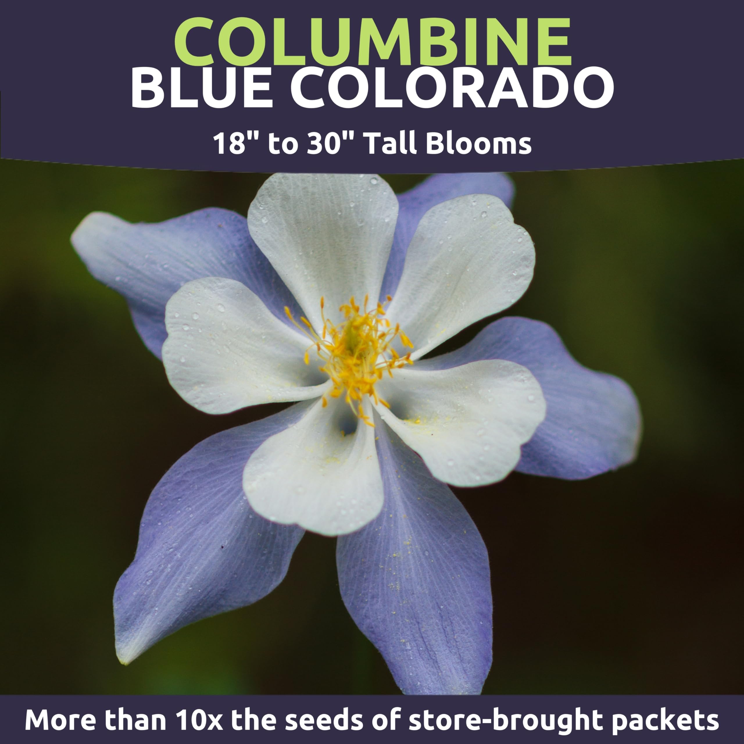 Sweet Yards Columbine Blue plants forming a blue-and-white border in partial sun.