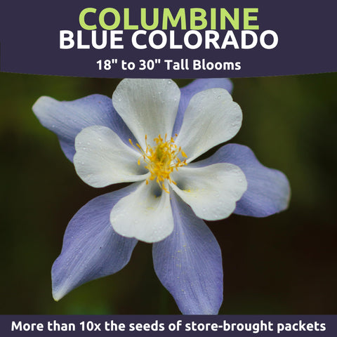 Sweet Yards Columbine Blue plants forming a blue-and-white border in partial sun.