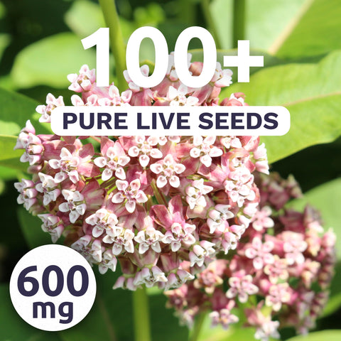 Sweet Yards Common Pink Milkweed seeds close-up showing freshness and viability.