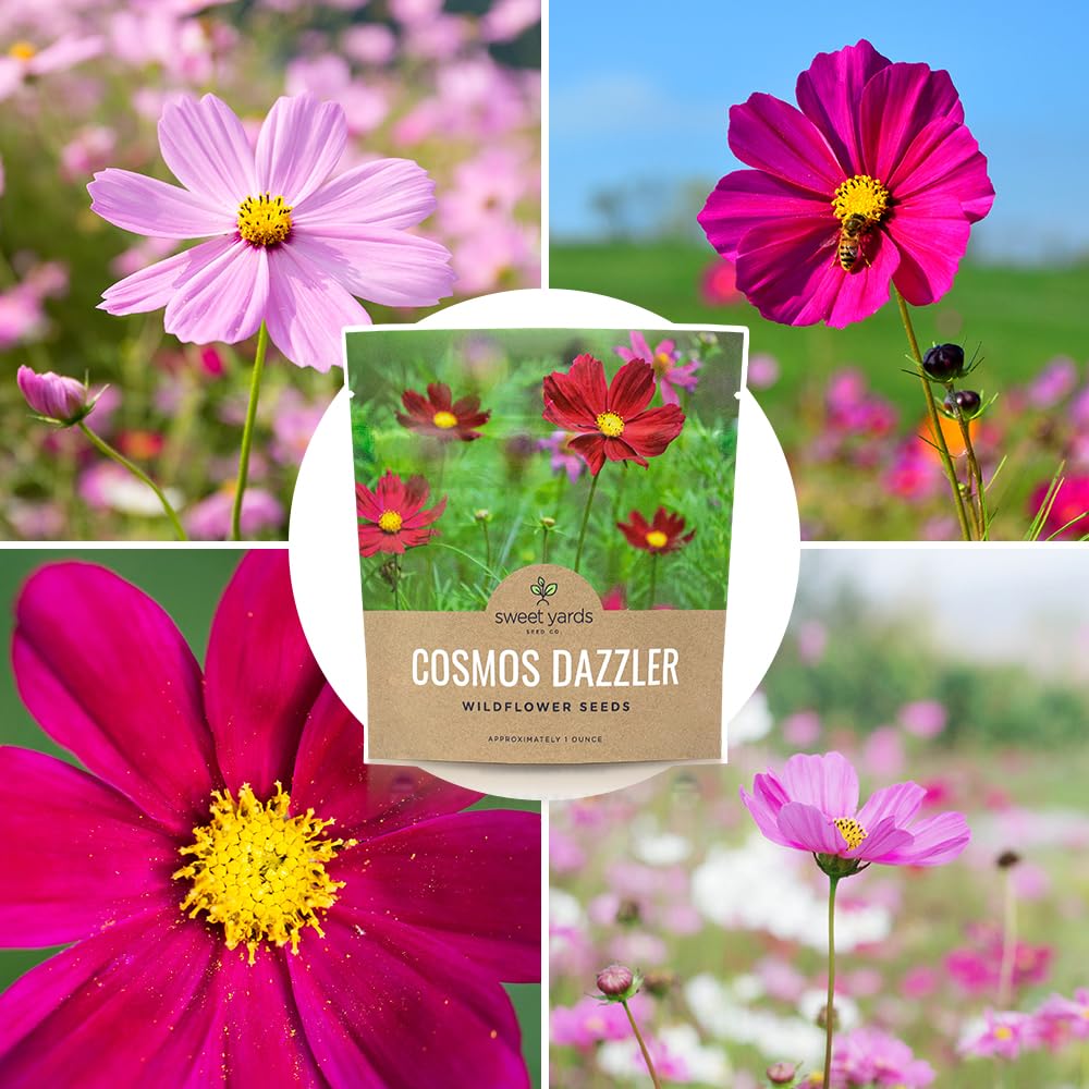 SWEET YARDS Cosmos seeds for container garden displays.
