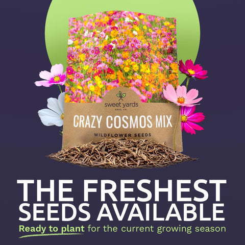 Sweet Yards Cosmos Seeds high germination emphasis image highlights fresh seeds designed to start strong