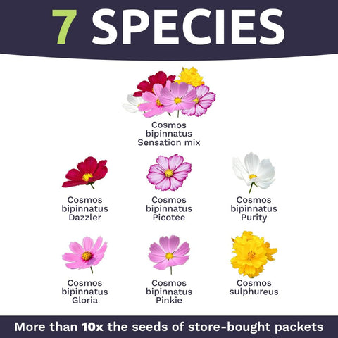 Sweet Yards Cosmos Seeds seven varieties image showcases a vibrant color range for garden displays