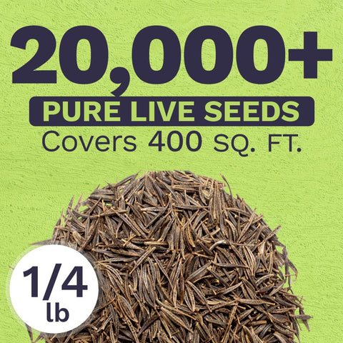 Fresh cosmos seeds showing high germination potential for new gardeners
