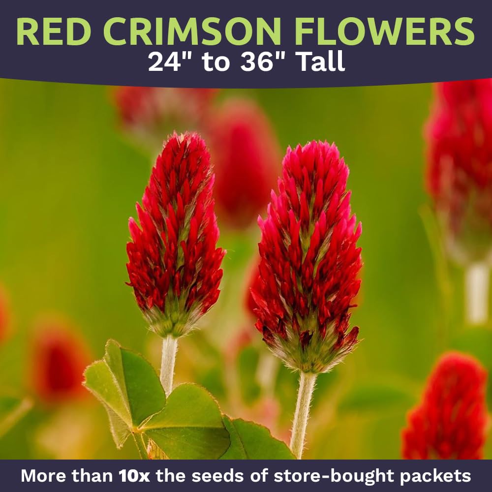 Sweet Yards Crimson clover germination tips image showing quick seed-to-sprout progress