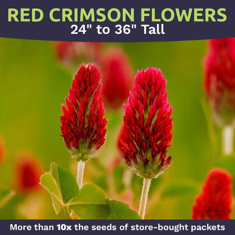 Sweet Yards Crimson clover germination tips image showing quick seed-to-sprout progress