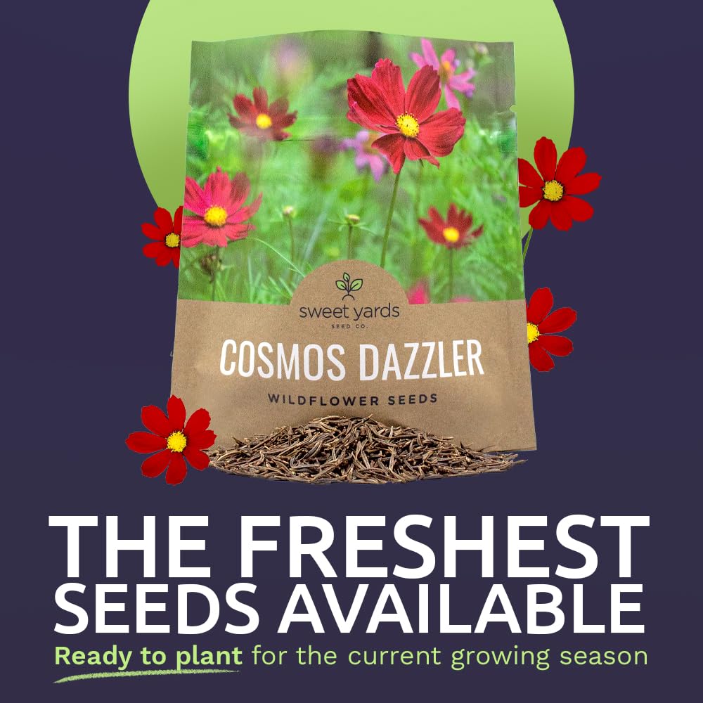 SWEET YARDS Dazzler cosmos seeds closeup with vibrant petals for garden color.
