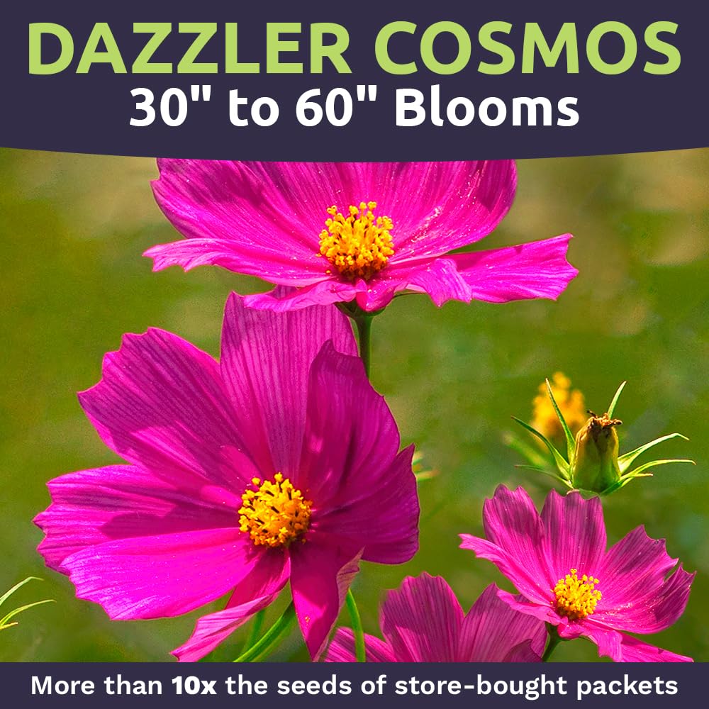 SWEET YARDS Dazzler Cosmos drought-tolerant plants thrive in sun.