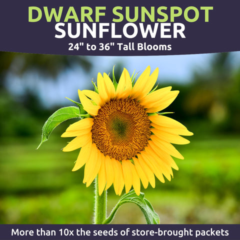 Sweet Yards Dwarf Sunspot planted in a container garden adds bright color.