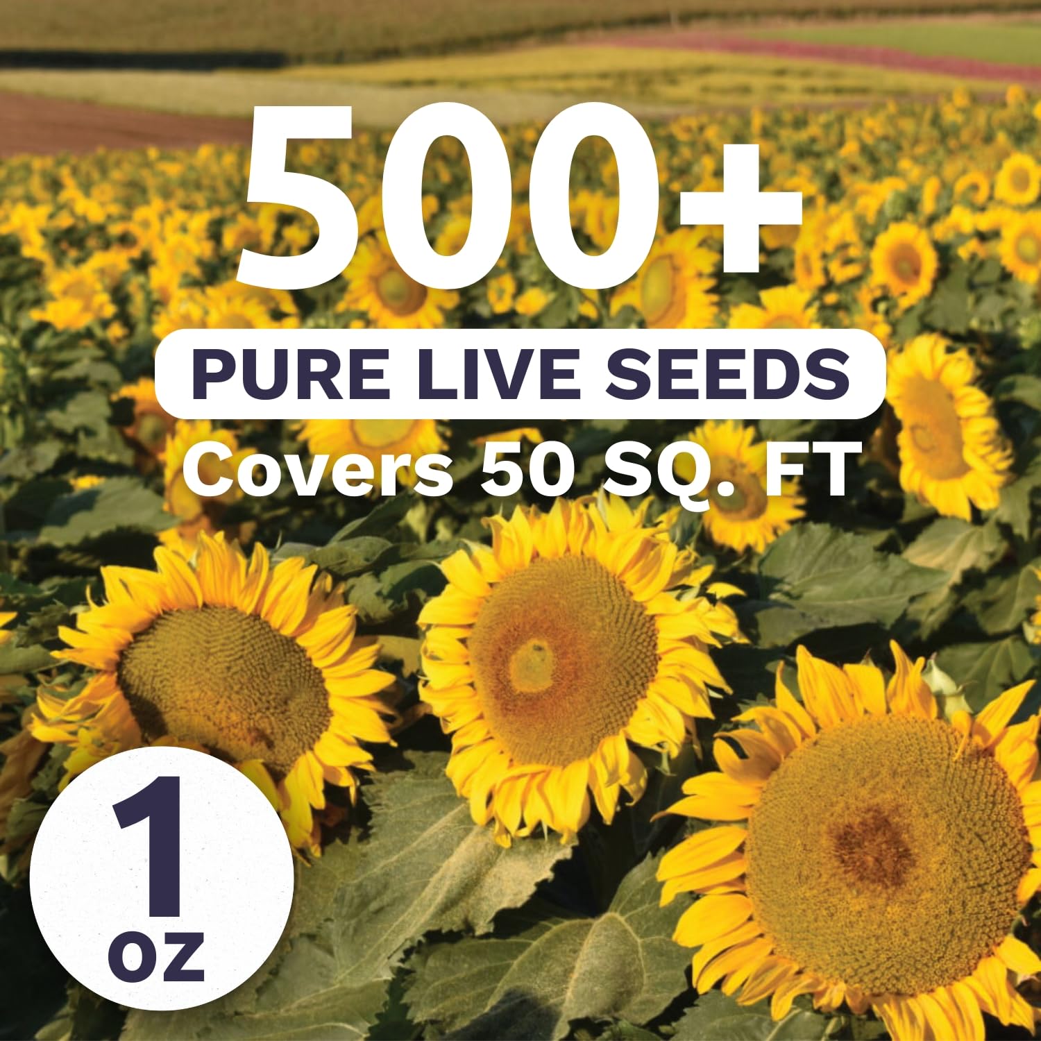 Sweet Yards Dwarf Sunspot bloom close-up, golden petals ideal for container gardens.