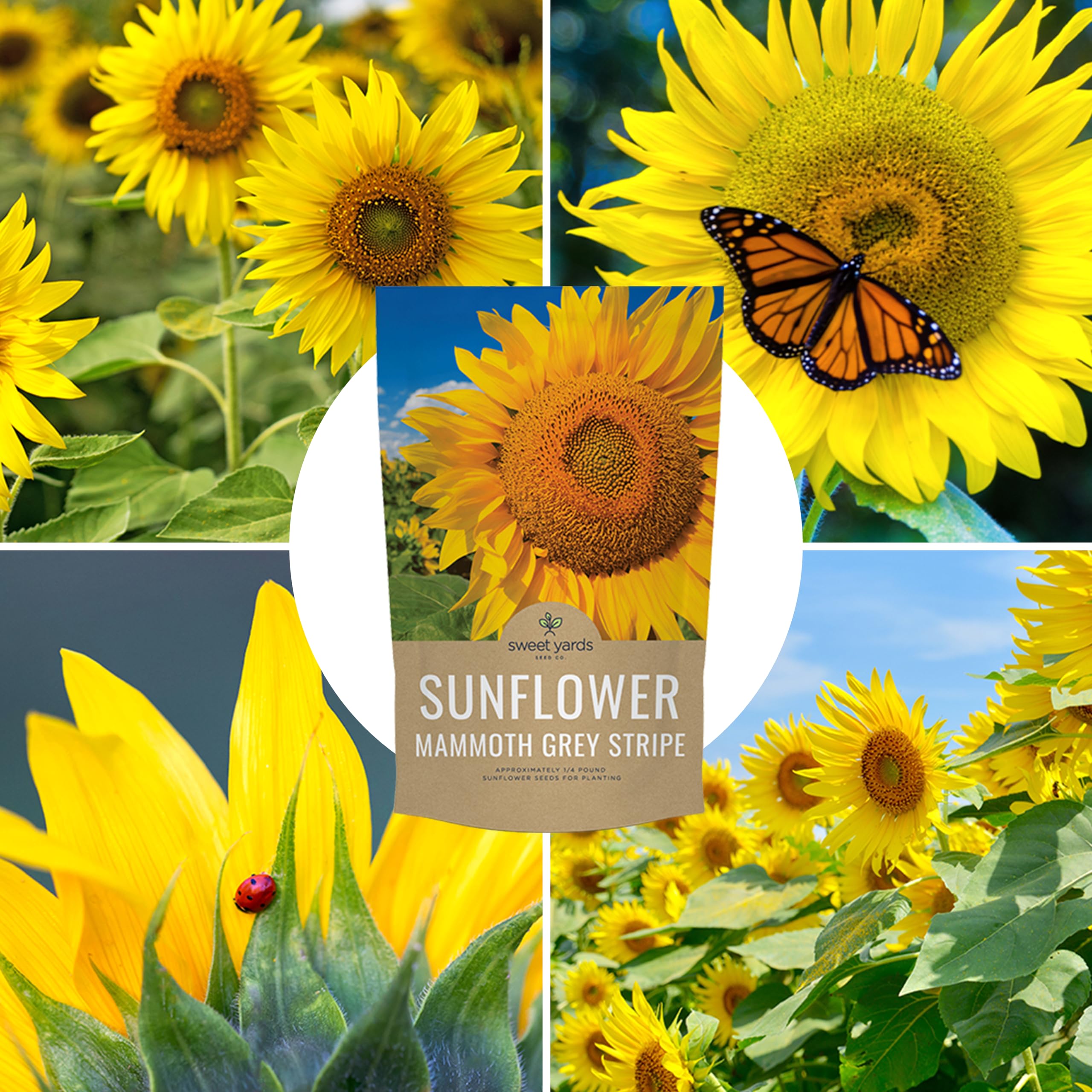 Easy garden success with Sweet Yards sunflowers for vibrant displays