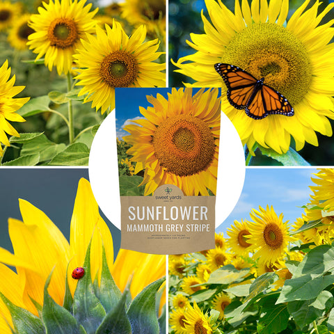 Easy garden success with Sweet Yards sunflowers for vibrant displays