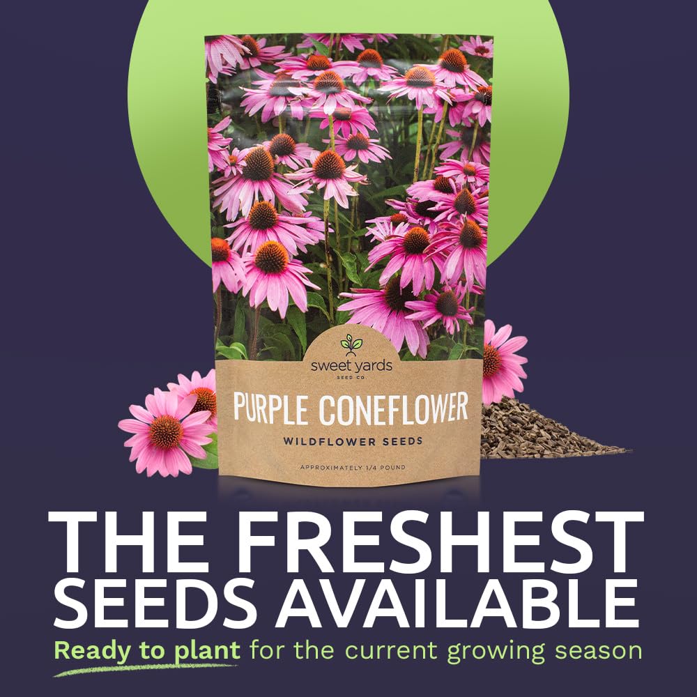 Sweet Yards Echinacea purpurea bloom close-up shows vibrant purple blossoms for borders.