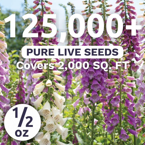 Sweet Yards foxglove mixed colors blooms close-up for vibrant vertical garden focal points