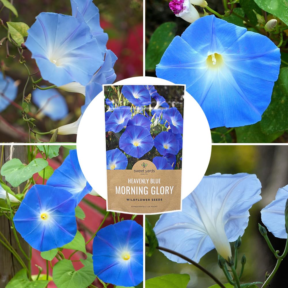 Sweet Yards vibrant blue flowers transform trellises and fences attractively