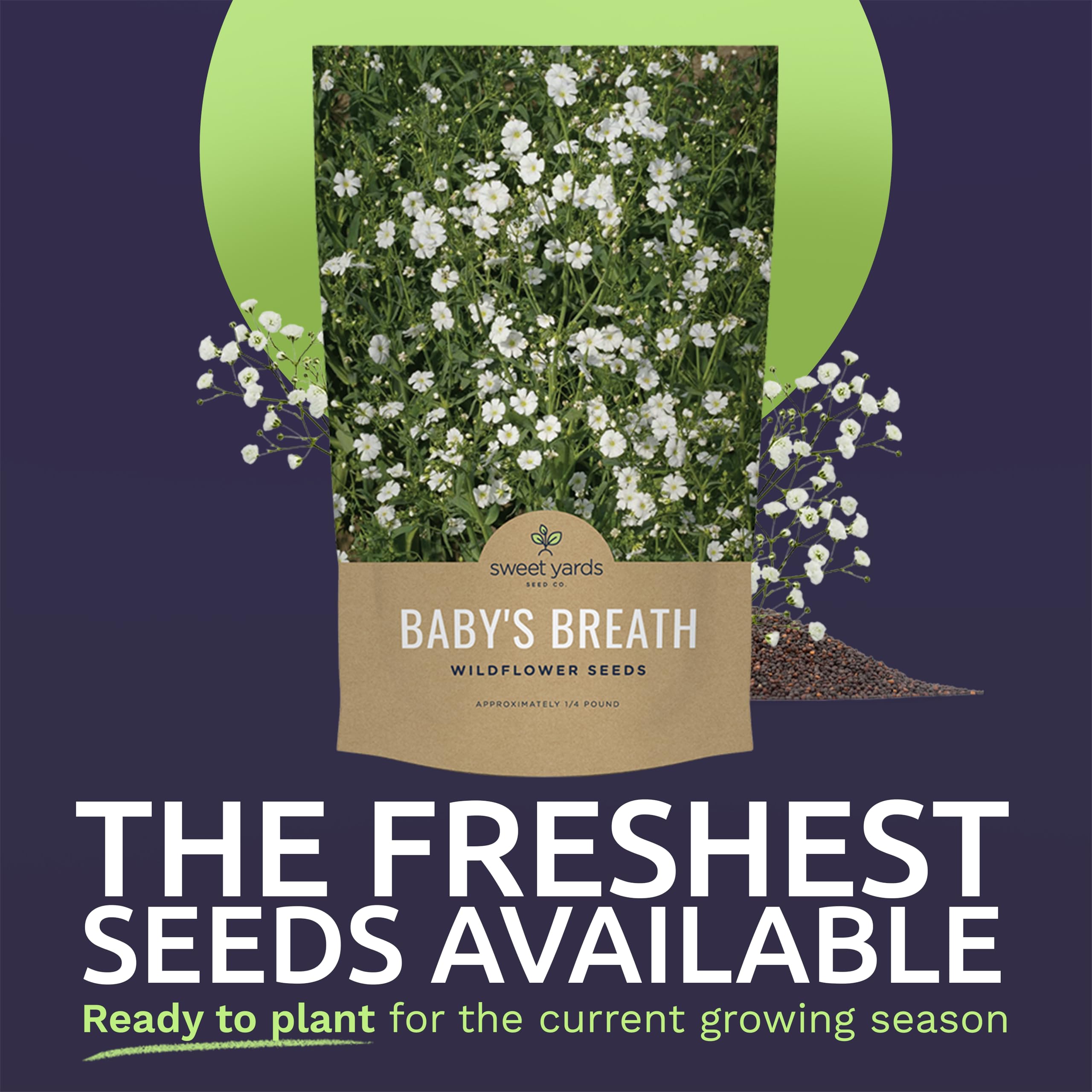 Sweet Yards Gypsophila elegans seeds open-pollinated for versatile garden use.