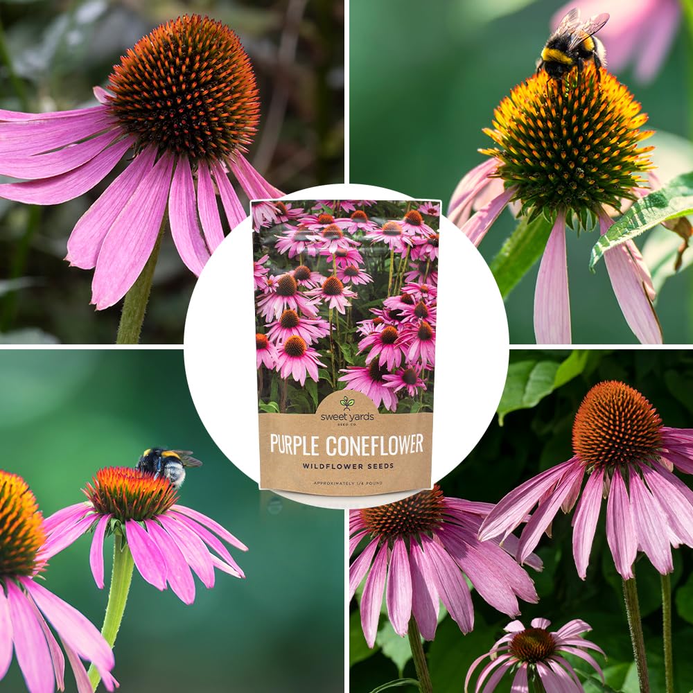 Sweet Yards Herbal traditions coneflower used in ornamental gardens.