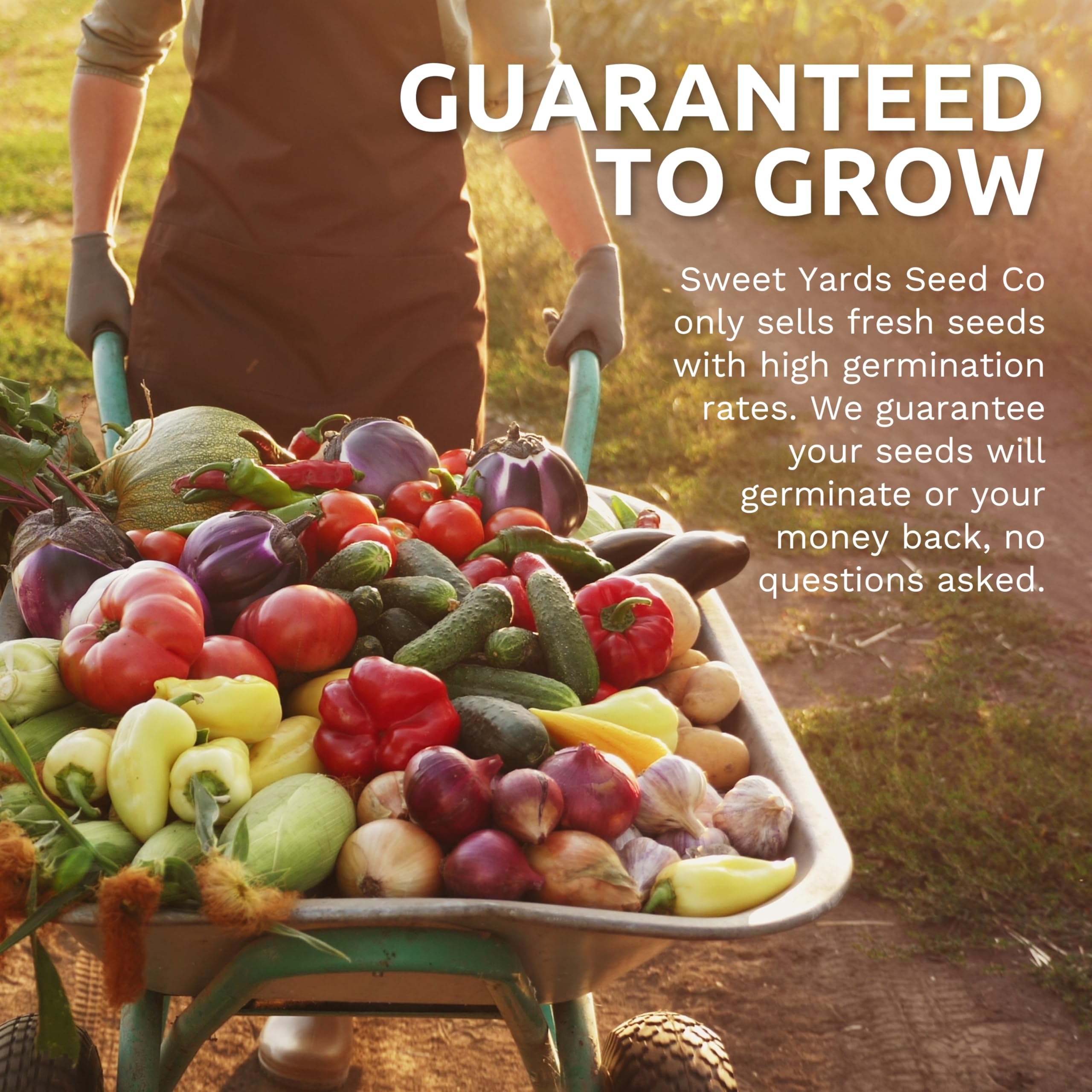 Sweet Yards high germination 2025 seeds convey reliable starts for your garden.