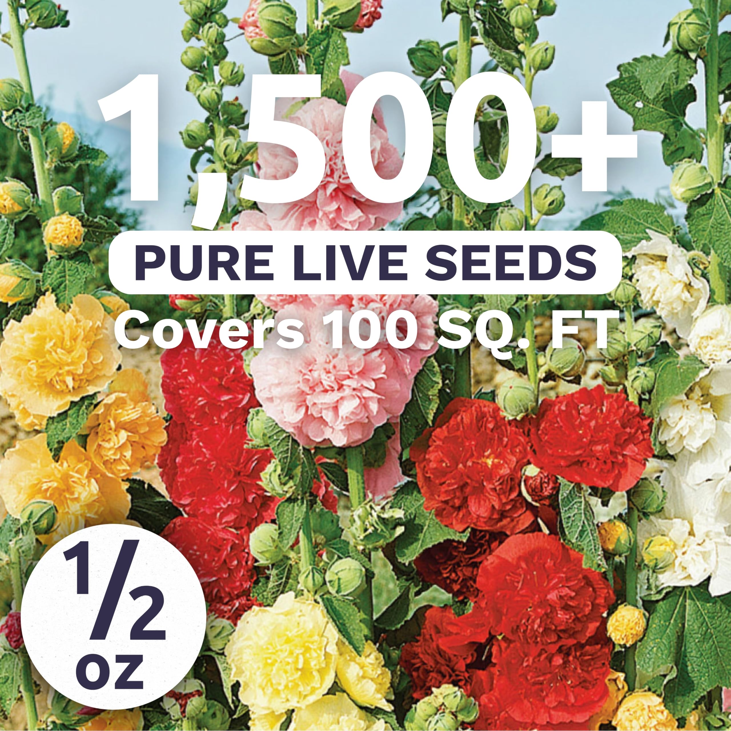Sweet Yards Hollyhock Chater's Double Mix blooms preview with large double petals.