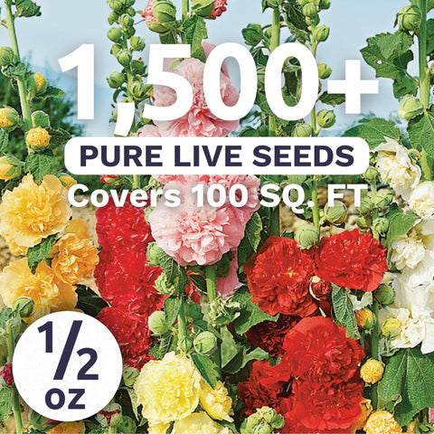 Sweet Yards Hollyhock Chater's Double Mix blooms preview with large double petals.