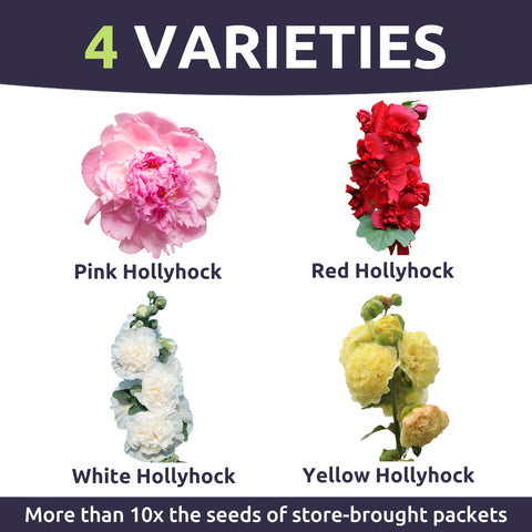Sweet Yards Hollyhock Chater's Double Mix tall spires adding vertical color in borders.