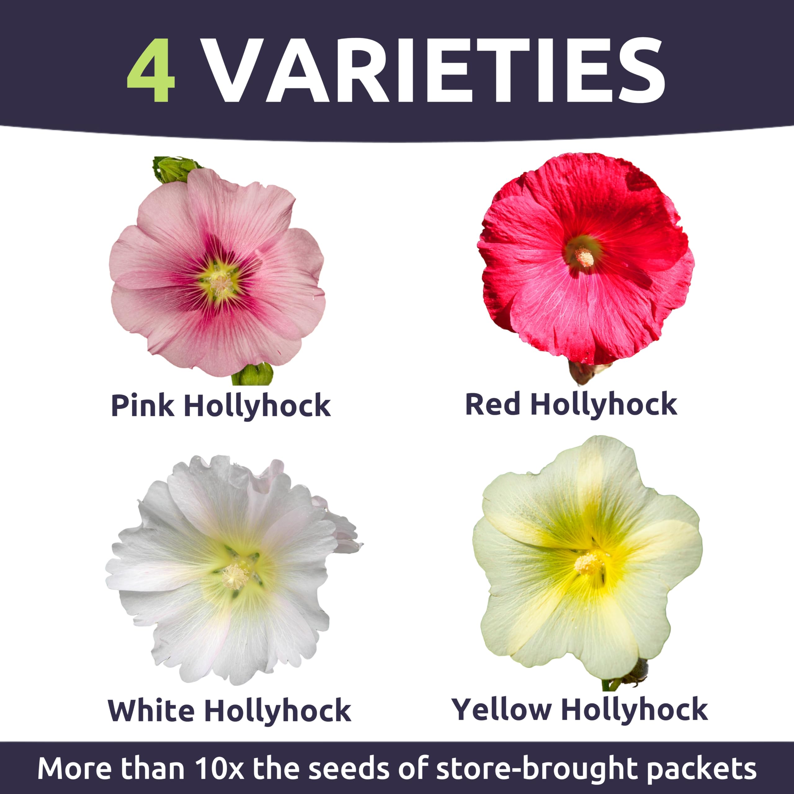 Sweet Yards Hollyhock seed packet image highlights generous 1 oz packaging.