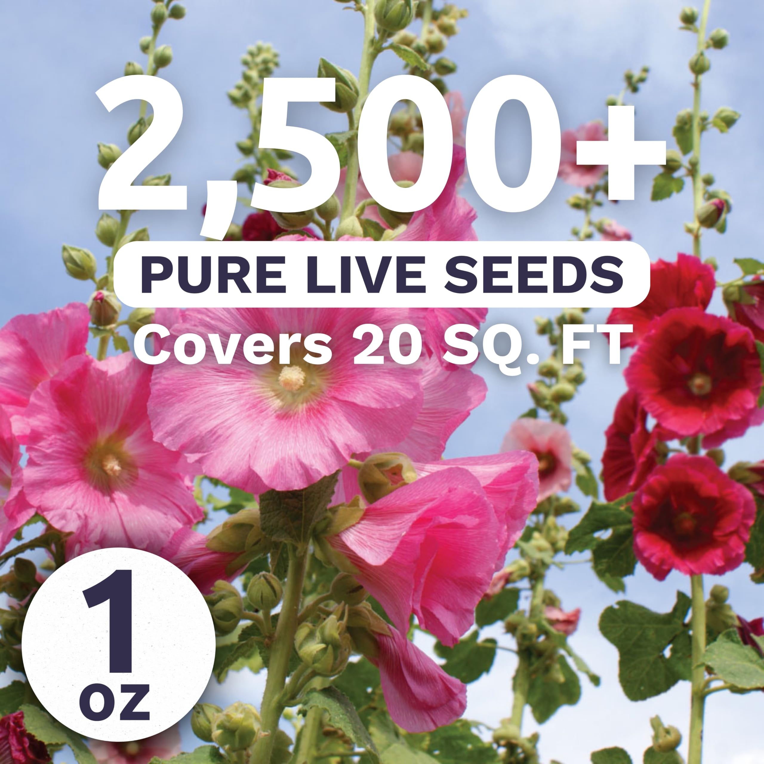 Sweet Yards Hollyhock single mixed colors petal closeup shows vibrant color variety.