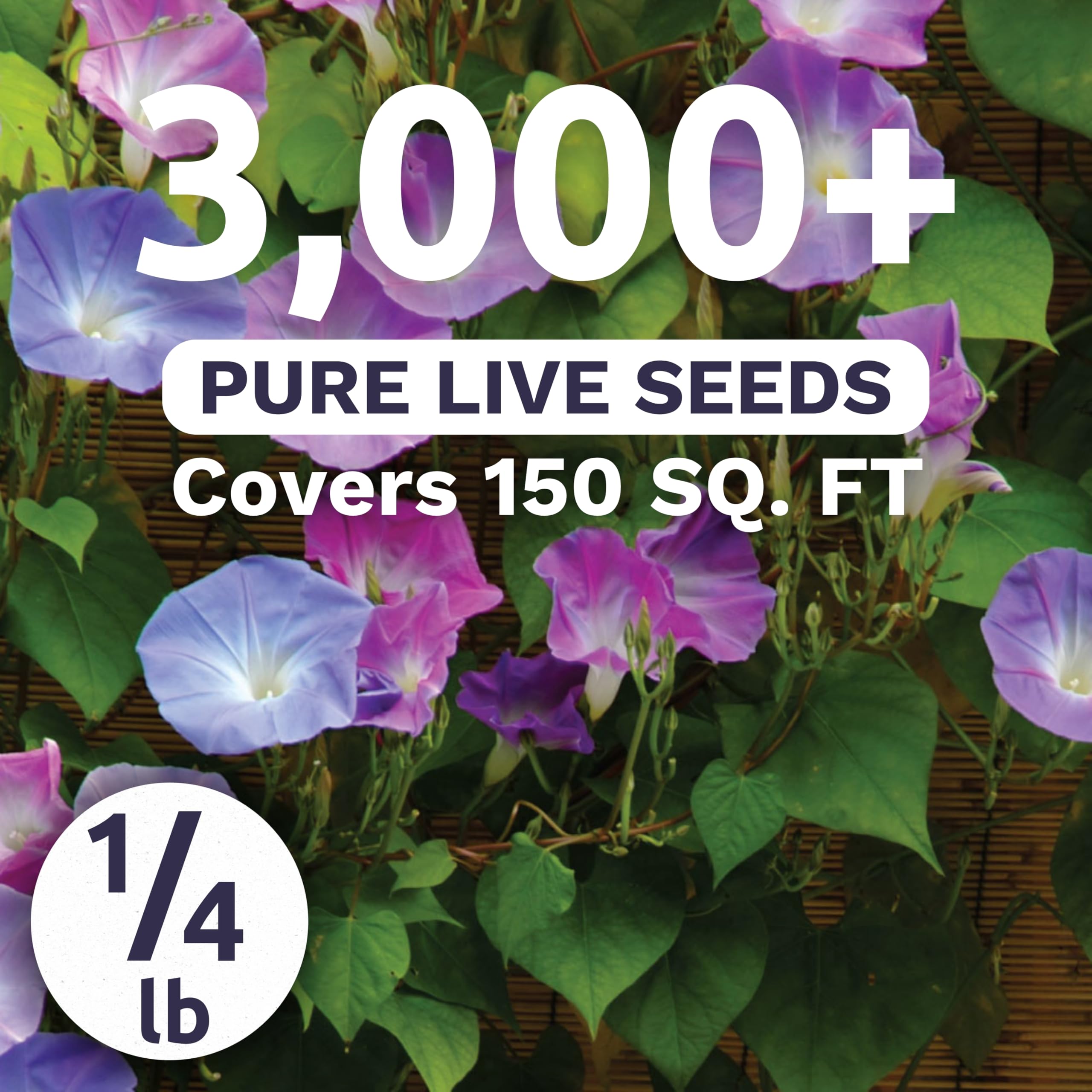 Sweet Yards Ipomoea purpurea tall vines showcase colorful blooms along fences.