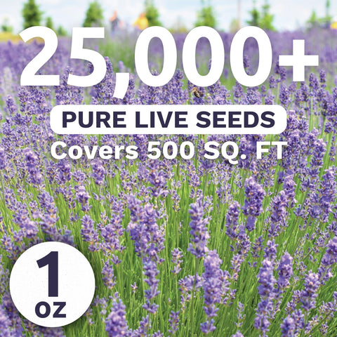 Sweet Yards lavender bloom spikes add fragrance and color to any garden border.