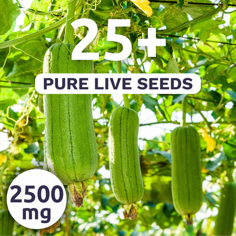 Sweet Yards Luffa Gourd seeds over 25 live seeds ready to germinate