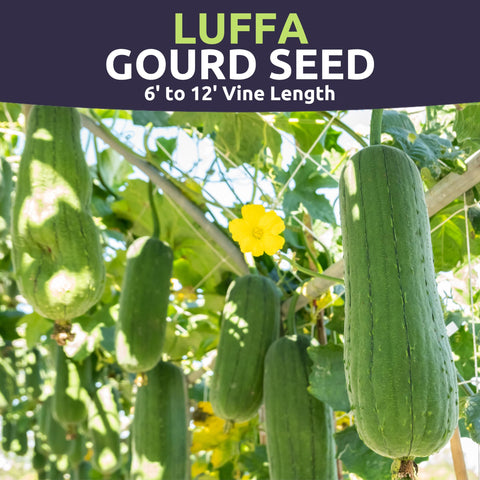 Sweet Yards Luffa Gourd young vines growing in sunlit garden