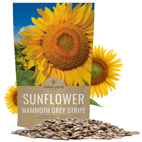 Sweet Yards Mammoth Grey Stripe sunflower seeds bulk pack ready for planting and growth