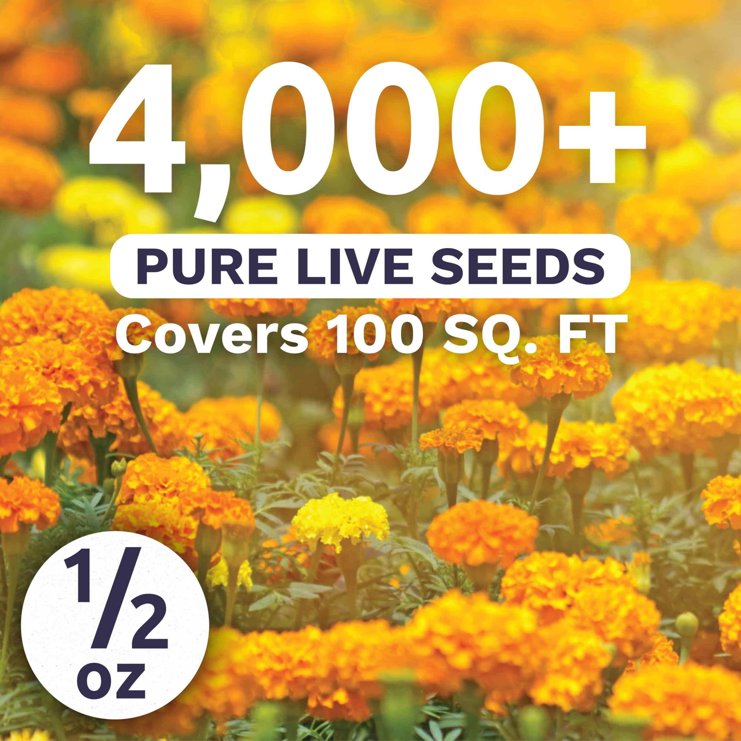 Sweet Yards Marigold French Petite border plants brighten beds with cheerful blooms.