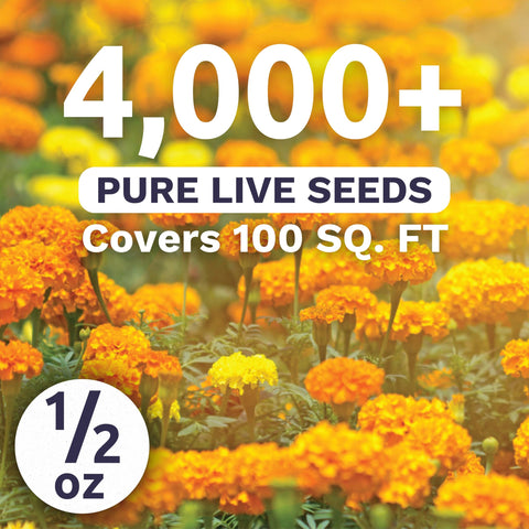 Sweet Yards Marigold French Petite border plants brighten beds with cheerful blooms.