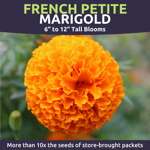 Sweet Yards Marigold French Petite container garden with vibrant blooms.
