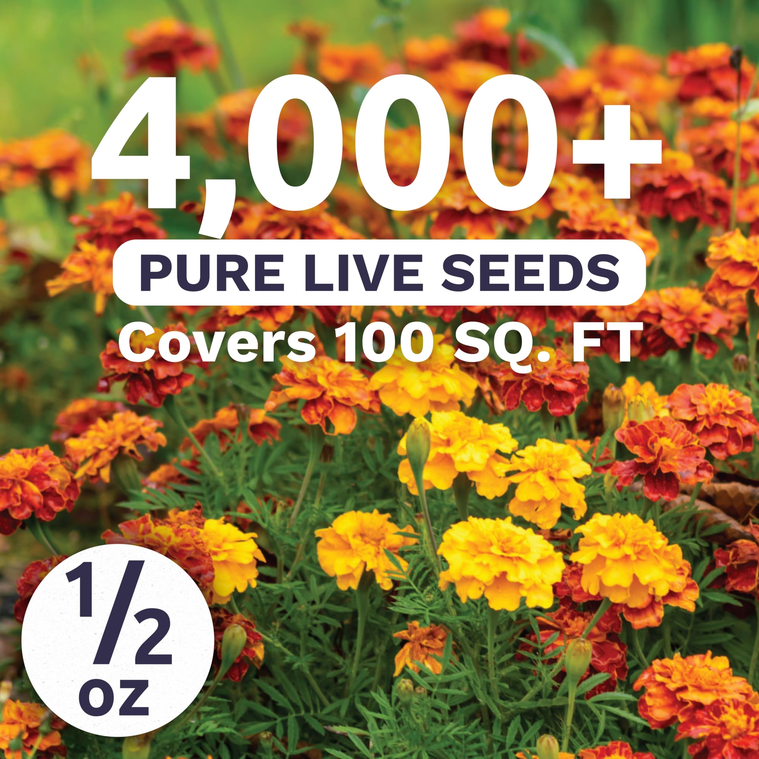 Sweet Yards Marigold Sparky bi-color blooms brighten beds and containers