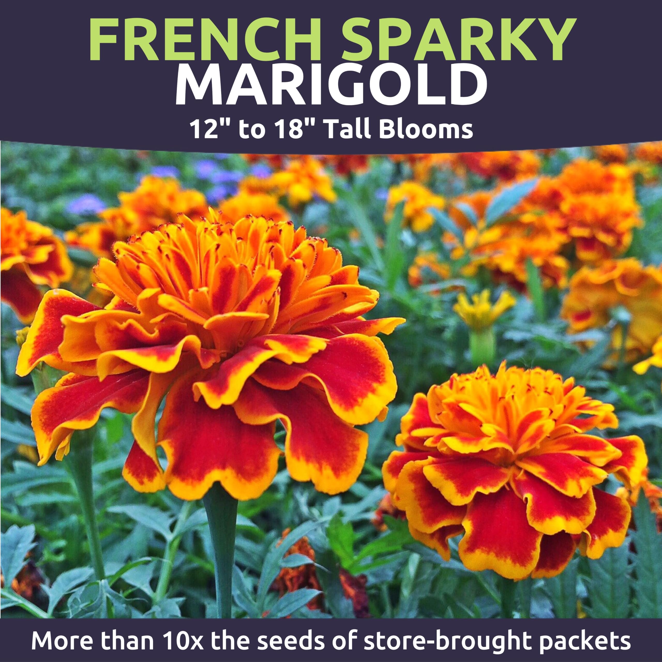 Sweet Yards Marigold Sparky border and bed color display for gardens