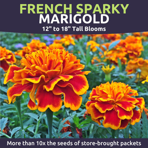 Sweet Yards Marigold Sparky border and bed color display for gardens