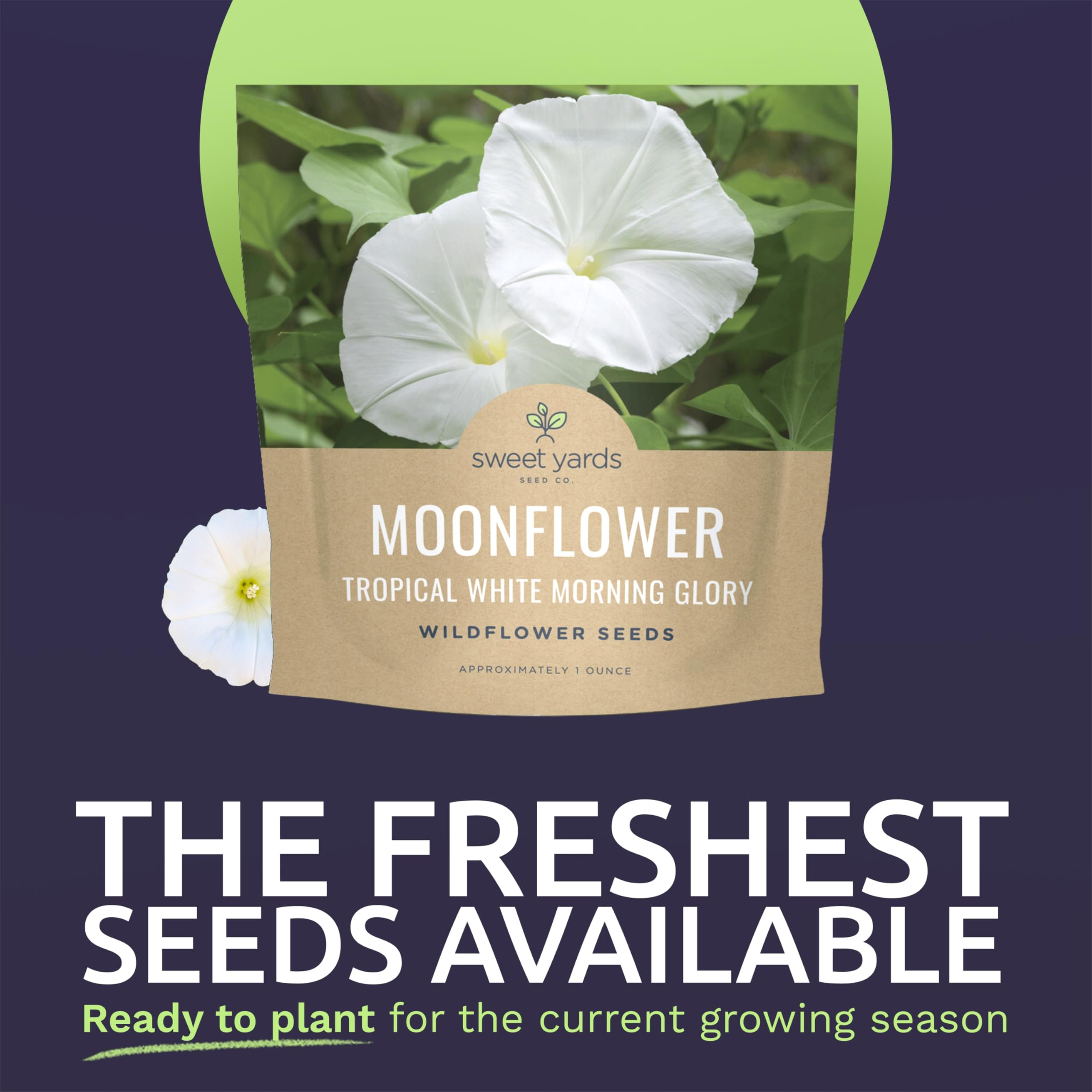 Sweet Yards Moonflower bloom at dusk, adding luminous white color.