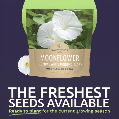 Sweet Yards Moonflower bloom at dusk, adding luminous white color.