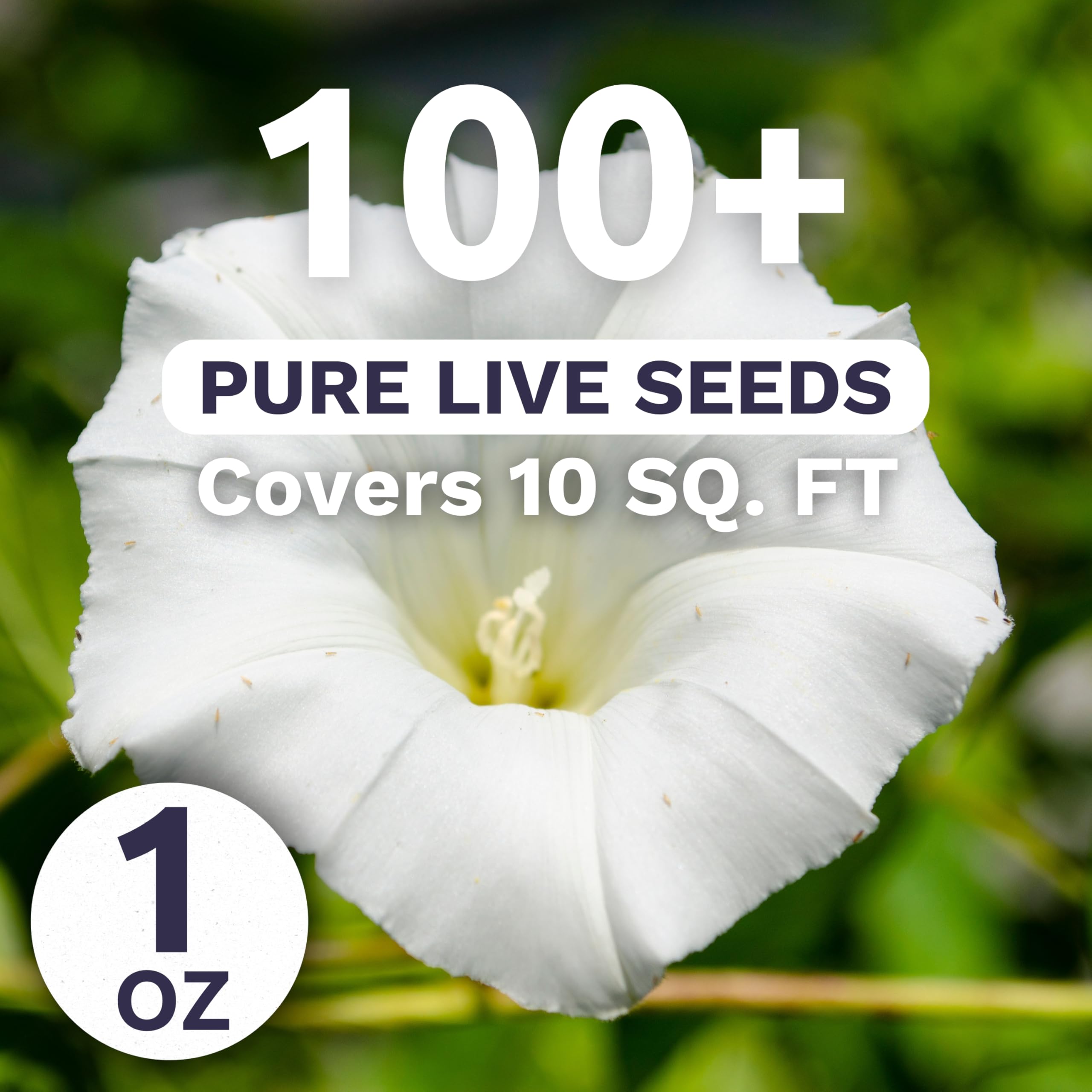 Sweet Yards Moonflower climber on a trellis, enhancing vertical interest.