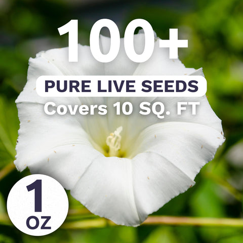 Sweet Yards Moonflower climber on a trellis, enhancing vertical interest.